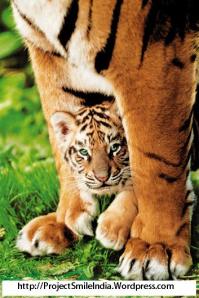 Bengal Tiger Cub